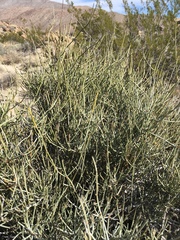 Ephedra aspera