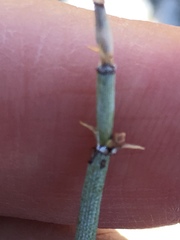 Ephedra aspera
