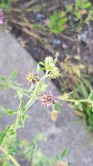Medicago × varia