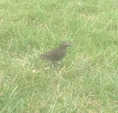 Sturnus vulgaris