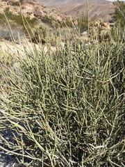 Ephedra aspera