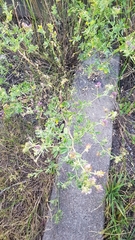 Medicago × varia