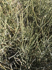 Ephedra aspera