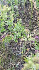 Medicago × varia