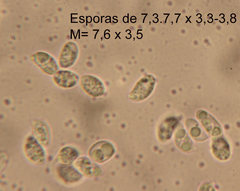 Chamaemyces fracidus