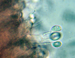 Chamaemyces fracidus