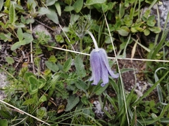 Pulsatilla violacea