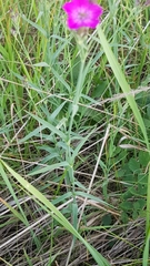 Dianthus chinensis