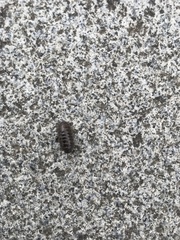 Armadillidium vulgare