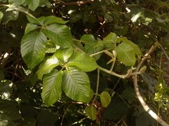 Rubus floribundus