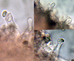 Chamaemyces fracidus