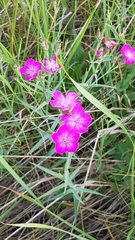 Dianthus chinensis