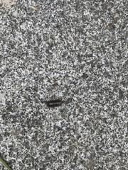 Armadillidium vulgare