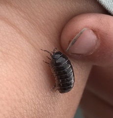 Armadillidium vulgare