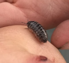Armadillidium vulgare