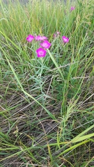 Dianthus chinensis