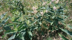 Asclepias syriaca