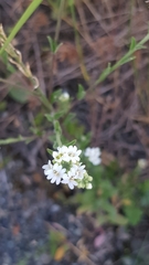 Berteroa incana