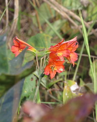 Alstroemeria gardneri