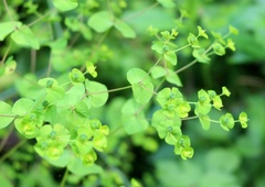 Euphorbia squamosa