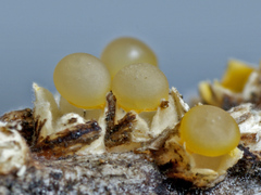 Sphaerobolus stellatus