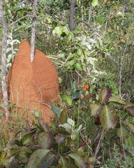 Alstroemeria gardneri