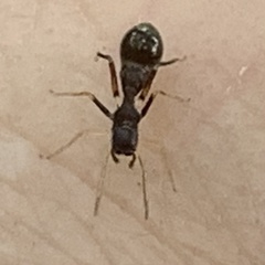 Synemosyna formica