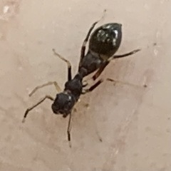 Synemosyna formica