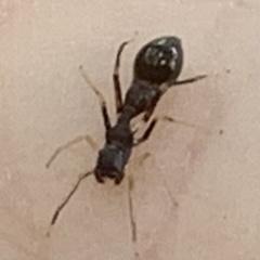Synemosyna formica