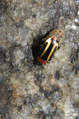 Disonycha argentinensis