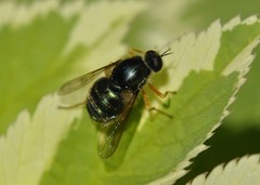 Eulonchus sapphirinus