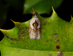 Acleris maculidorsana