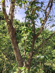 Pueraria montana lobata