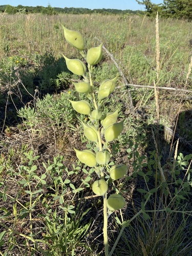tall blue wild indigo