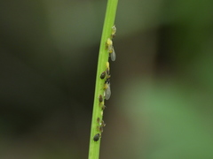 Aphis saniculae