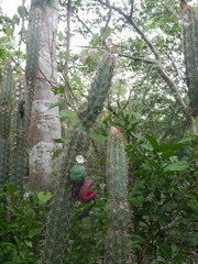 Pilosocereus gaumeri