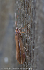 Psychoglypha