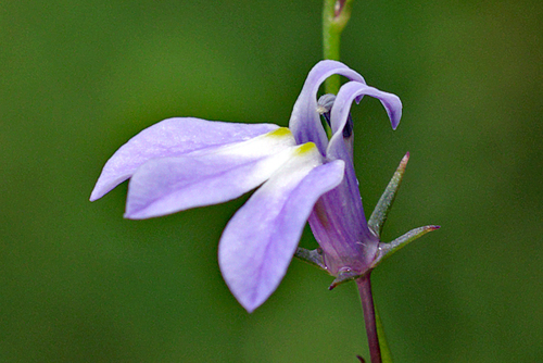 Lobelia nuttallii image