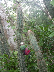 Pilosocereus gaumeri