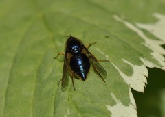 Eulonchus sapphirinus