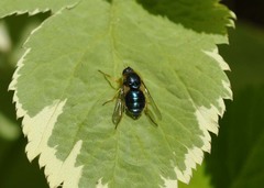 Eulonchus sapphirinus