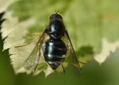 Eulonchus sapphirinus