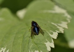 Eulonchus sapphirinus