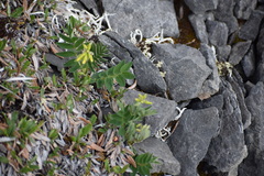 Astragalus umbellatus