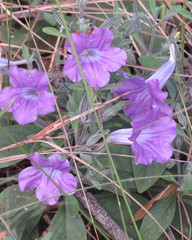 Ruellia incompta