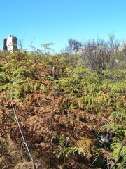 Pteridium aquilinum capense