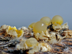 Sphaerobolus stellatus