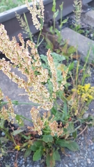 Rumex