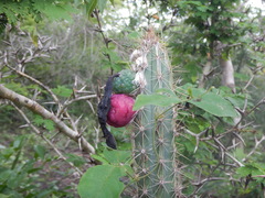 Pilosocereus gaumeri