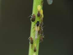 Aphis saniculae